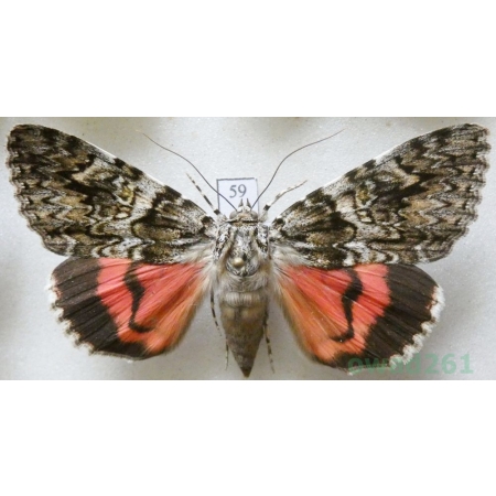 Catocala promissa (Denis & Schiffermüller, 1775) Wstęgówka narzeczona Slovakia 61mm59